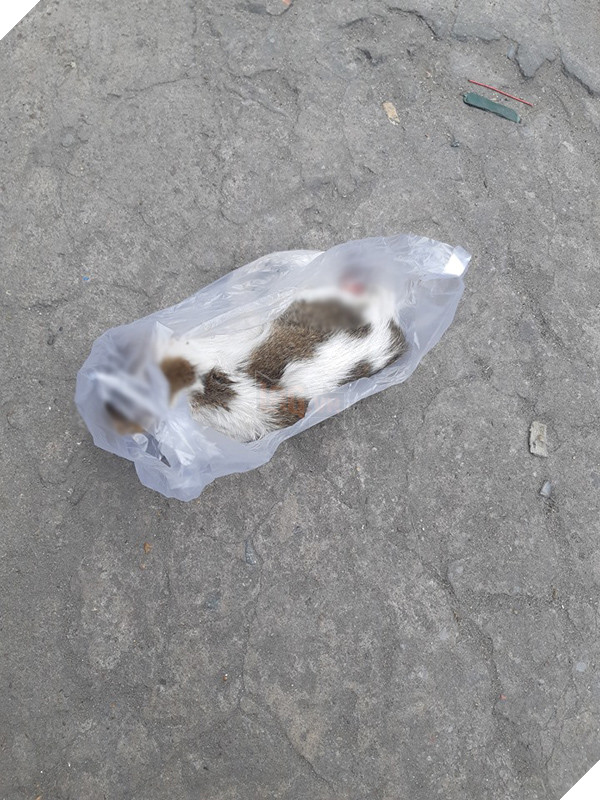 Chàng xe ôm 9X có lòng tốt chôn cất chú mèo đã chết, không ngờ nhận về những tranh cãi gay gắt 2