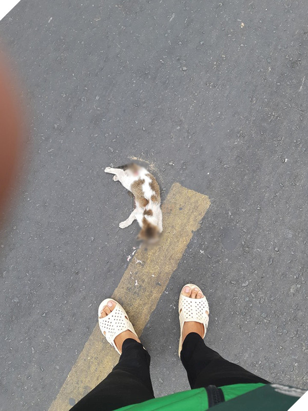 Chàng xe ôm 9X có lòng tốt chôn cất chú mèo đã chết, không ngờ nhận về những tranh cãi gay gắt 1