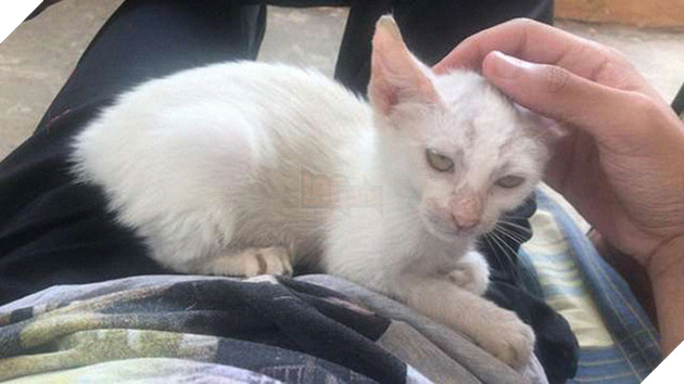 Ngủ quên ở ngoài sân, chàng trai vô tình lượm được 1 thiên thần cứu rỗi đời mình 3