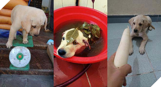 Idol MXH có quản lý riêng lại còn học giỏi đủ chất chó nhà người ta