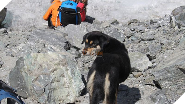 Lẽo đẽo theo sau đoàn leo núi, cô chó hoang lập kì tích khi lên tới đỉnh dãy Himalaya cao hơn 7000 mét - Ảnh 1.