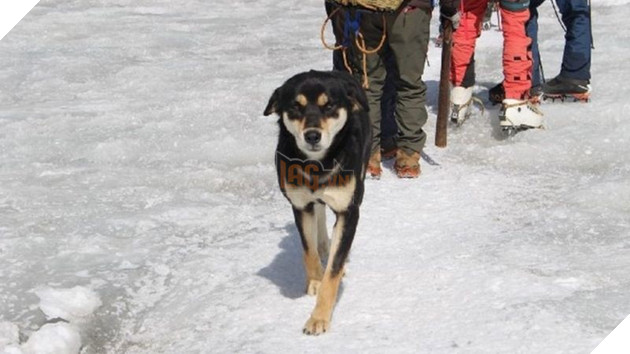 Lẽo đẽo theo sau đoàn leo núi, cô chó hoang lập kì tích khi lên tới đỉnh dãy Himalaya cao hơn 7000 mét - Ảnh 2.