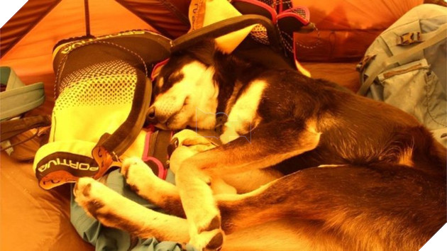 Lẽo đẽo theo sau đoàn leo núi, cô chó hoang lập kì tích khi lên tới đỉnh dãy Himalaya cao hơn 7000 mét - Ảnh 3.