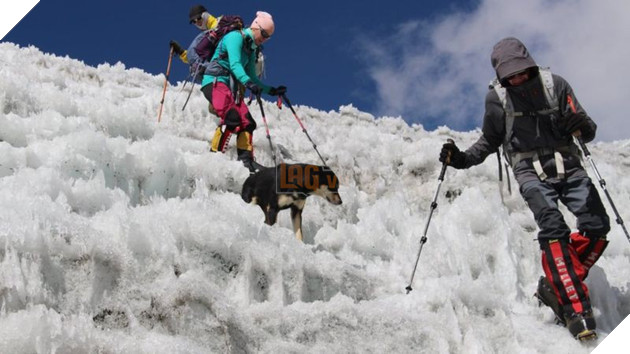 Lẽo đẽo theo sau đoàn leo núi, cô chó hoang lập kì tích khi lên tới đỉnh dãy Himalaya cao hơn 7000 mét - Ảnh 5.