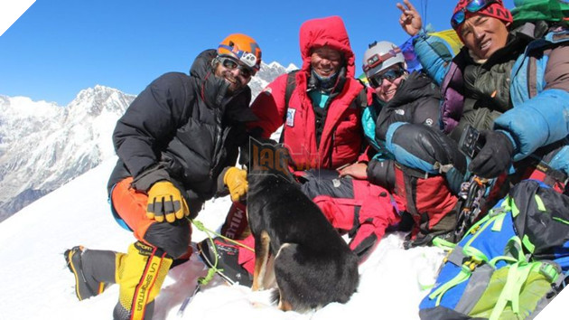 Lẽo đẽo theo sau đoàn leo núi, cô chó hoang lập kì tích khi lên tới đỉnh dãy Himalaya cao hơn 7000 mét - Ảnh 6.