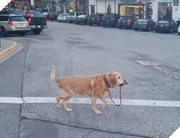 Những khoảnh khắc đáng yêu khó cưỡng của vật nuôi, có boss mèo thậm chí còn 'biết bay' 3