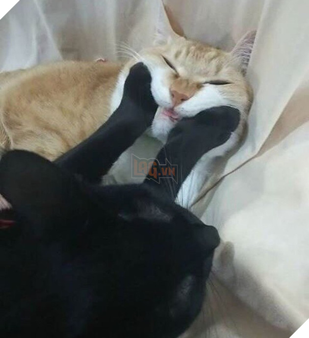 Những khoảnh khắc đáng yêu khó cưỡng của vật nuôi, có boss mèo thậm chí còn 'biết bay' 7