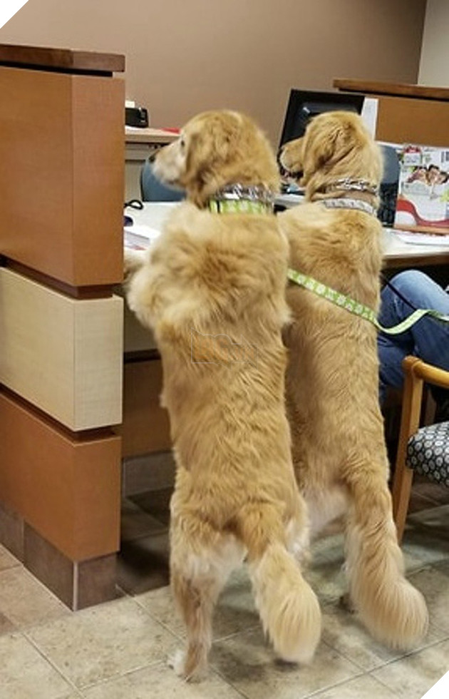 Những khoảnh khắc đáng yêu khó cưỡng của vật nuôi, có boss mèo thậm chí còn 'biết bay' 4