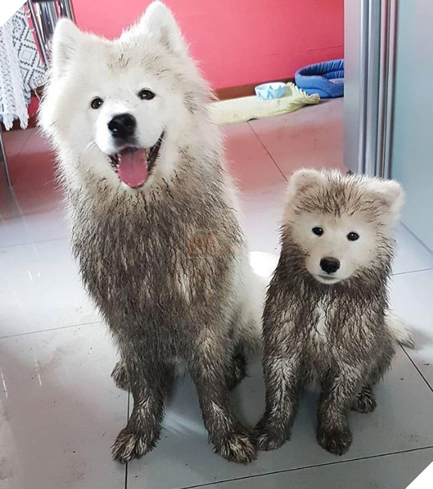 Những khoảnh khắc đáng yêu khó cưỡng của vật nuôi, có boss mèo thậm chí còn 'biết bay' 1