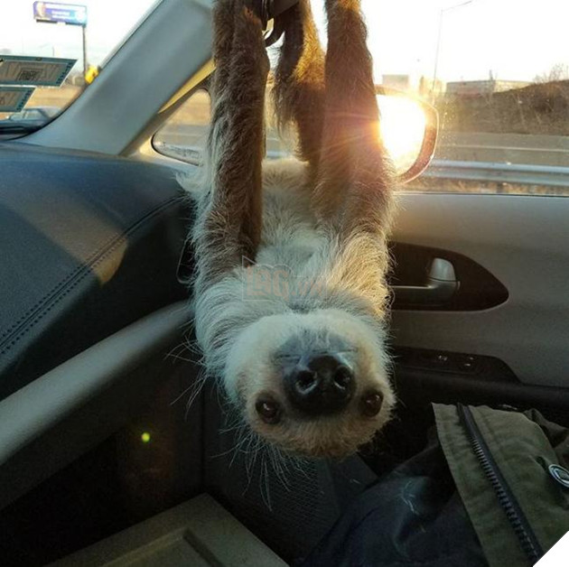 Những khoảnh khắc đáng yêu khó cưỡng của vật nuôi, có boss mèo thậm chí còn 'biết bay' 2