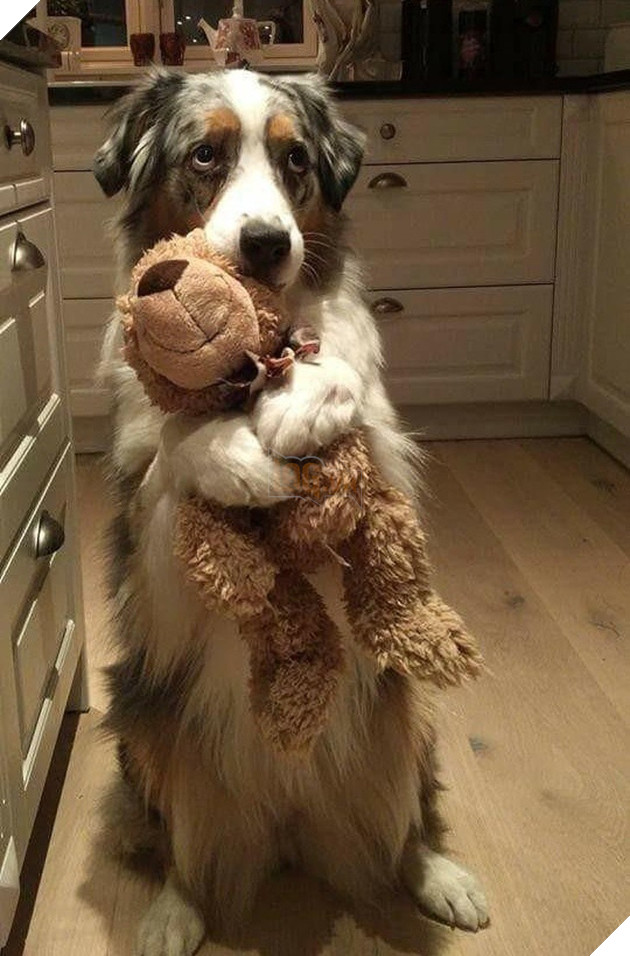 Những khoảnh khắc đáng yêu khó cưỡng của vật nuôi, có boss mèo thậm chí còn 'biết bay' 6