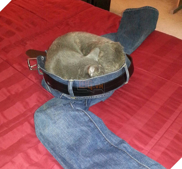 Những khoảnh khắc đáng yêu khó cưỡng của vật nuôi, có boss mèo thậm chí còn 'biết bay' 5