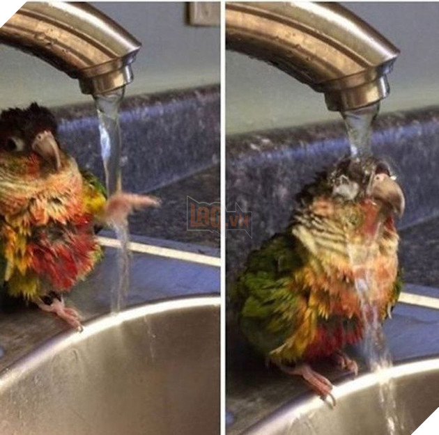 Những khoảnh khắc đáng yêu khó cưỡng của vật nuôi, có boss mèo thậm chí còn 'biết bay' 0