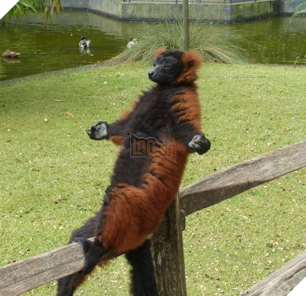 Những khoảnh khắc đáng yêu khó cưỡng của vật nuôi, có boss mèo thậm chí còn 'biết bay' 15