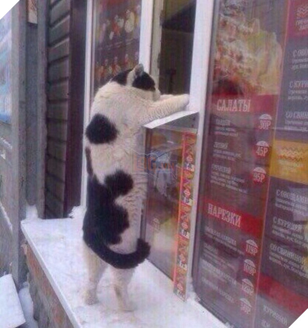 Những khoảnh khắc đáng yêu khó cưỡng của vật nuôi, có boss mèo thậm chí còn 'biết bay' 11