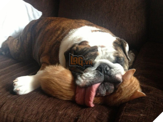 Những khoảnh khắc đáng yêu khó cưỡng của vật nuôi, có boss mèo thậm chí còn 'biết bay' 14