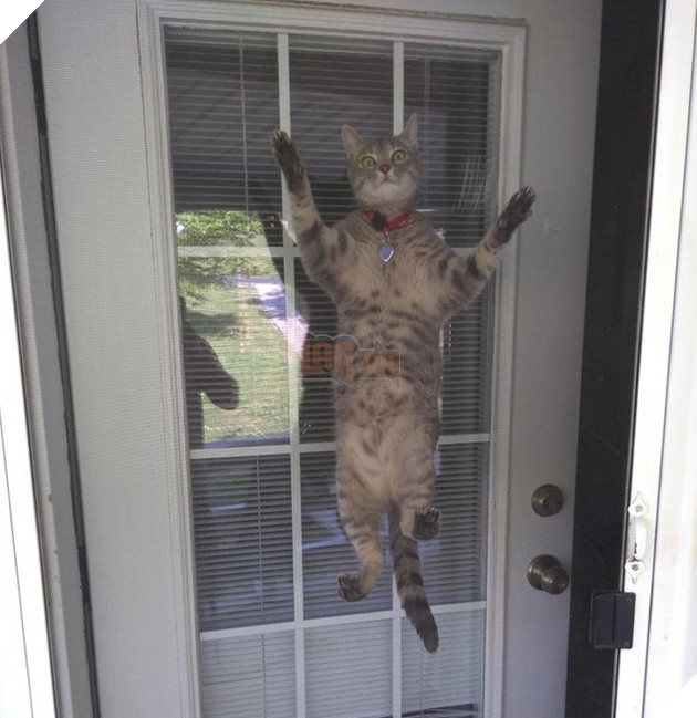 Những khoảnh khắc đáng yêu khó cưỡng của vật nuôi, có boss mèo thậm chí còn 'biết bay' 17