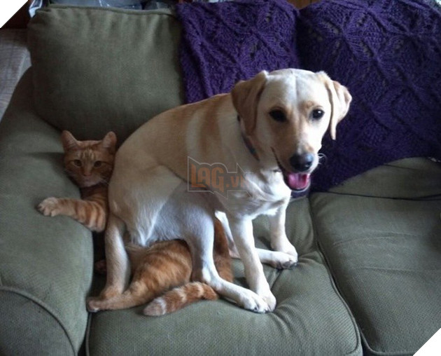 Những khoảnh khắc đáng yêu khó cưỡng của vật nuôi, có boss mèo thậm chí còn 'biết bay' 9