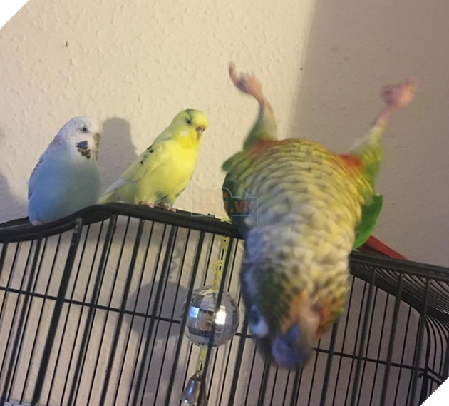 Những khoảnh khắc đáng yêu khó cưỡng của vật nuôi, có boss mèo thậm chí còn 'biết bay' 10