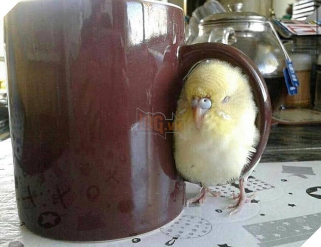 Những khoảnh khắc đáng yêu khó cưỡng của vật nuôi, có boss mèo thậm chí còn 'biết bay' 8