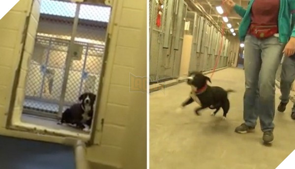 Tìm được chủ mới chú chó không thể kiềm chế nhảy tăng động hết sức khi được gặp