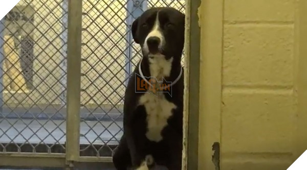 Tìm được chủ mới chú chó không thể kiềm chế nhảy tăng động hết sức khi được gặp 2