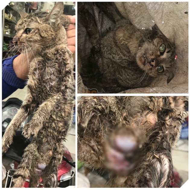 
Hình ảnh chú mèo bị trẻ con ngược đãi đến cạn kiệt sức lực.