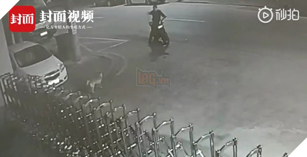 Thấy chó hoang sủa nhức tai, thanh niên say rượu quay ra cãi nhau luôn với nó suốt nửa tiếng - Ảnh 1. Thấy chó hoang sủa nhức tai, thanh niên say rượu quay ra cãi nhau luôn với nó suốt nửa tiếng - Ảnh 1.