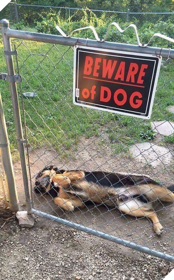 Chùm ảnh về những con boss ngáo ngơ phủi bỏ mọi ý nghĩa của tấm bảng 'coi chừng chó dữ' 2