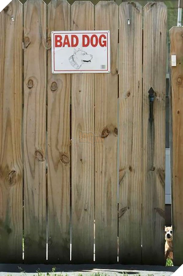 Chùm ảnh về những con boss ngáo ngơ phủi bỏ mọi ý nghĩa của tấm bảng 'coi chừng chó dữ' 4