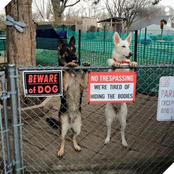 Chùm ảnh về những con boss ngáo ngơ phủi bỏ mọi ý nghĩa của tấm bảng 'coi chừng chó dữ' 12