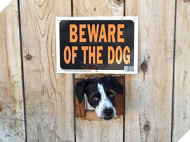 Chùm ảnh về những con boss ngáo ngơ phủi bỏ mọi ý nghĩa của tấm bảng 'coi chừng chó dữ' 14