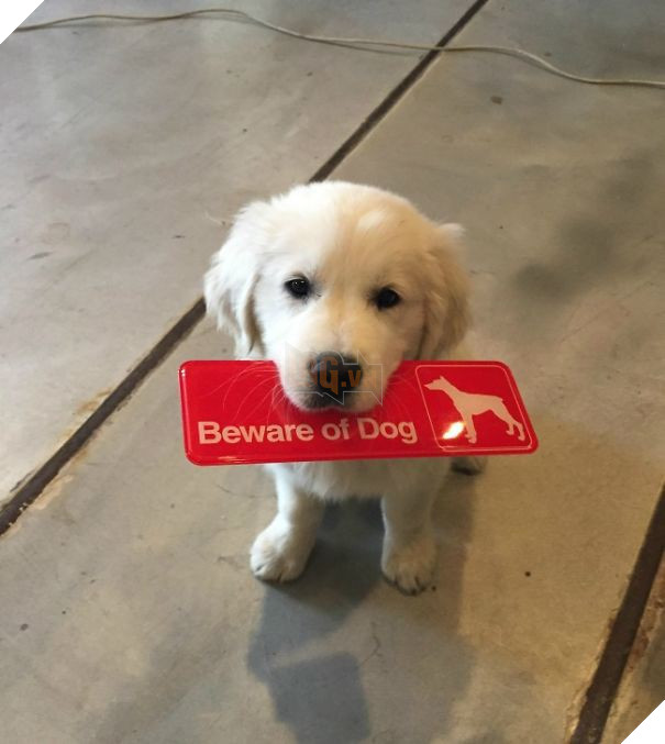 Chùm ảnh về những con boss ngáo ngơ phủi bỏ mọi ý nghĩa của tấm bảng 'coi chừng chó dữ' 8