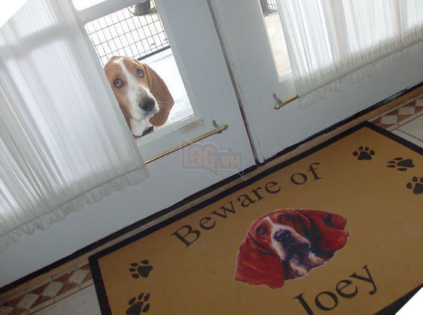 Chùm ảnh về những con boss ngáo ngơ phủi bỏ mọi ý nghĩa của tấm bảng 'coi chừng chó dữ' 7