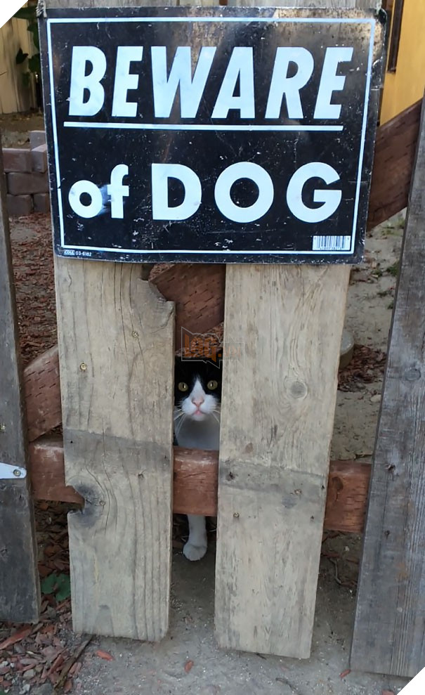 Chùm ảnh về những con boss ngáo ngơ phủi bỏ mọi ý nghĩa của tấm bảng 'coi chừng chó dữ' 6