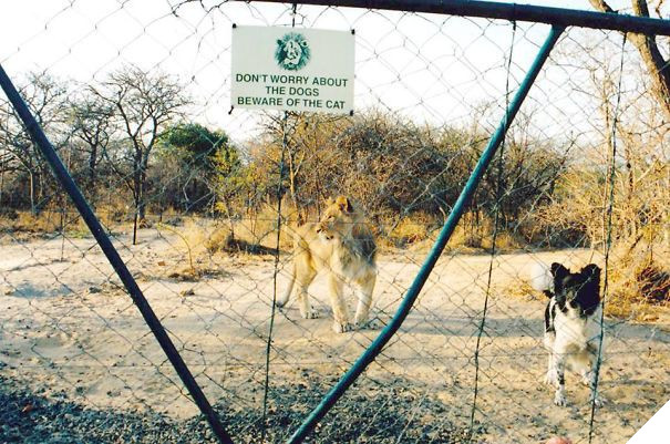 Chùm ảnh về những con boss ngáo ngơ phủi bỏ mọi ý nghĩa của tấm bảng 'coi chừng chó dữ' 17