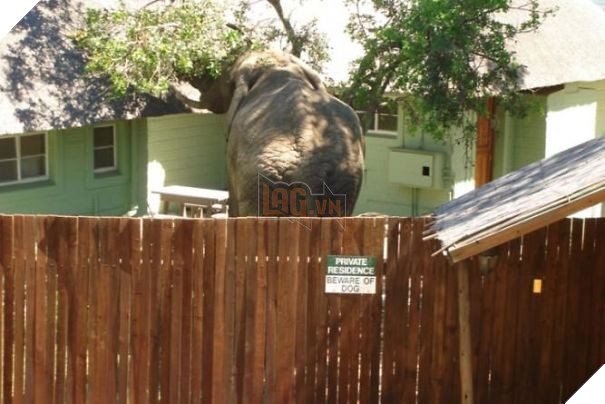 Chùm ảnh về những con boss ngáo ngơ phủi bỏ mọi ý nghĩa của tấm bảng 'coi chừng chó dữ' 16