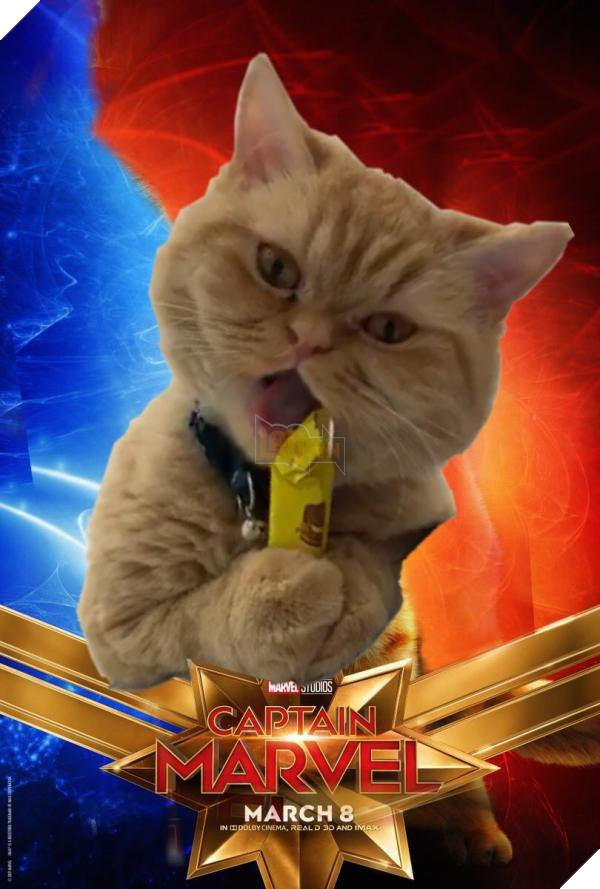 Sau Captain Marvel thi meo Goose dang tro thanh hien tuong cua cong dong mang 11 Sau Captain Marvel thì mèo Goose đang trở thành hiện tượng của cộng đồng mạng 11