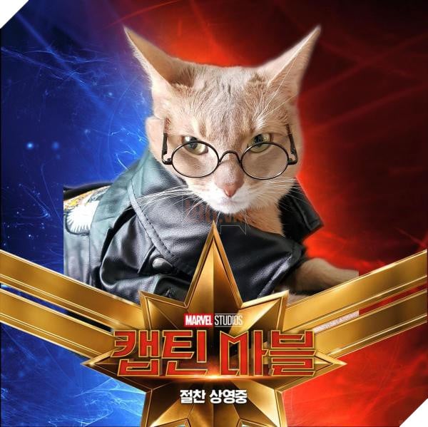 Sau Captain Marvel thi meo Goose dang tro thanh hien tuong cua cong dong mang 13 Sau Captain Marvel thì mèo Goose đang trở thành hiện tượng của cộng đồng mạng 13