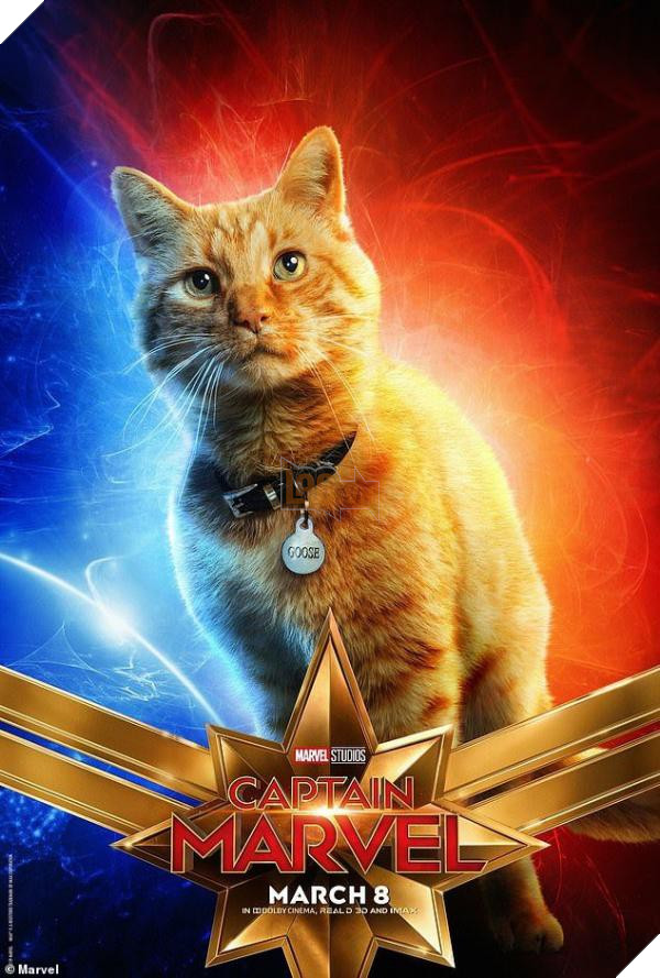 Sau Captain Marvel thi meo Goose dang tro thanh hien tuong cua cong dong mang Sau Captain Marvel thì mèo Goose đang trở thành hiện tượng của cộng đồng mạng