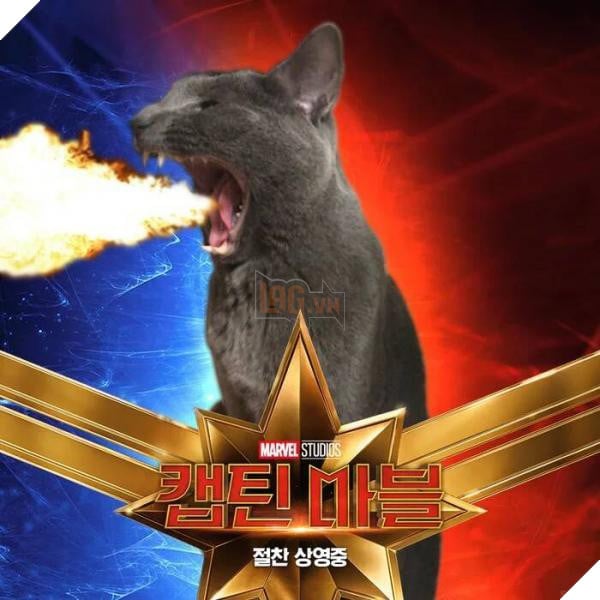 Sau Captain Marvel thi meo Goose dang tro thanh hien tuong cua cong dong mang 3 Sau Captain Marvel thì mèo Goose đang trở thành hiện tượng của cộng đồng mạng 3