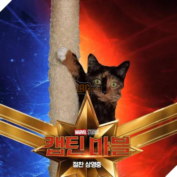Sau Captain Marvel thi meo Goose dang tro thanh hien tuong cua cong dong mang 4 Sau Captain Marvel thì mèo Goose đang trở thành hiện tượng của cộng đồng mạng 4