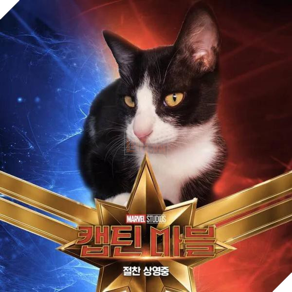 Sau Captain Marvel thi meo Goose dang tro thanh hien tuong cua cong dong mang 5 Sau Captain Marvel thì mèo Goose đang trở thành hiện tượng của cộng đồng mạng 5