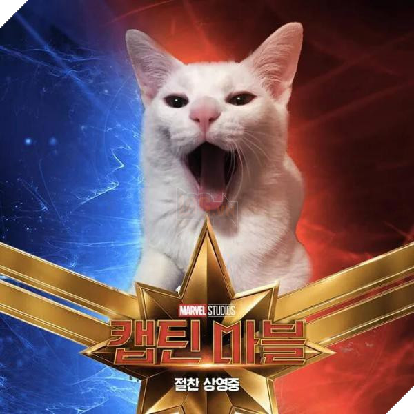 Sau Captain Marvel thi meo Goose dang tro thanh hien tuong cua cong dong mang 6 Sau Captain Marvel thì mèo Goose đang trở thành hiện tượng của cộng đồng mạng 6