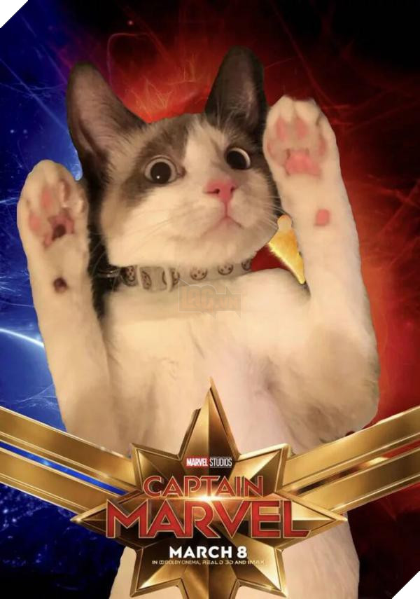 Sau Captain Marvel thi meo Goose dang tro thanh hien tuong cua cong dong mang 7 Sau Captain Marvel thì mèo Goose đang trở thành hiện tượng của cộng đồng mạng 7