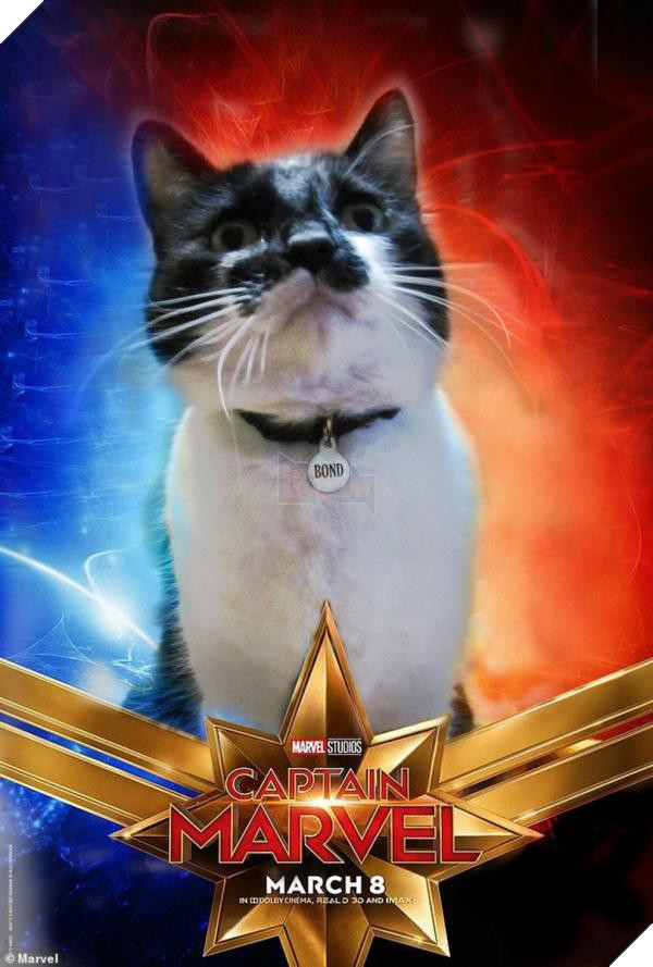 Sau Captain Marvel thi meo Goose dang tro thanh hien tuong cua cong dong mang 10 Sau Captain Marvel thì mèo Goose đang trở thành hiện tượng của cộng đồng mạng 10
