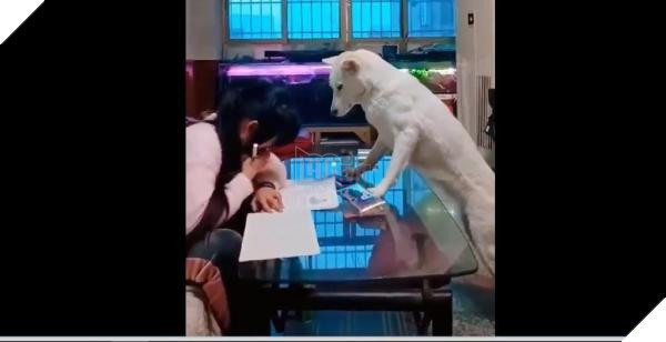 Sen 'bat hanh': Boss nghe loi bo ram rap, nghiem khac canh chung 'sen' lam bai tap ve nha Sen 'bất hạnh': Boss nghe lời bố răm rắp, nghiêm khắc canh chừng 'sen' làm bài tập về nhà