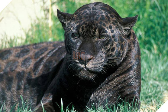 Leo rao de selfie, co gai suyt bi bao tan cong hinh anh 1 