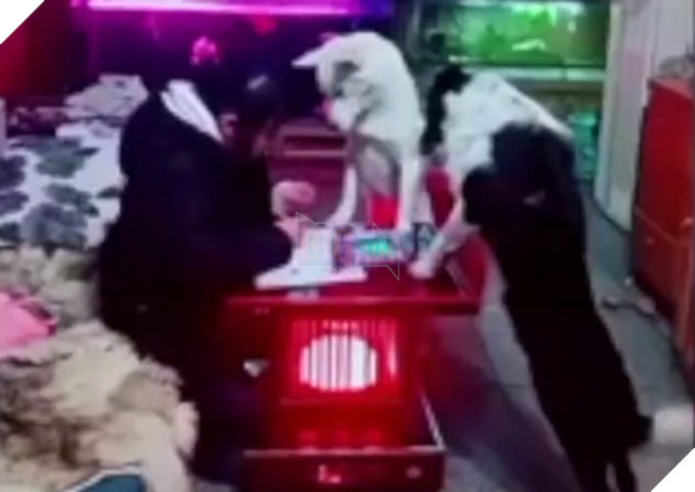 Sen 'bat hanh': Boss nghe loi bo ram rap, nghiem khac canh chung 'sen' lam bai tap ve nha 3 Sen 'bất hạnh': Boss nghe lời bố răm rắp, nghiêm khắc canh chừng 'sen' làm bài tập về nhà
