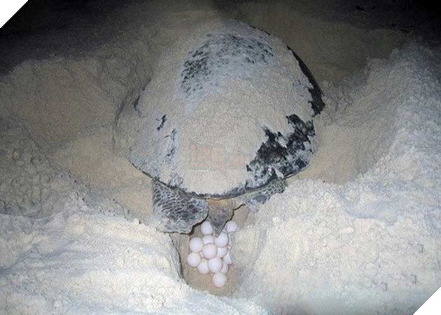 
Rùa biển rất cực khổ mới đẻ ra được những đứa con của mình.